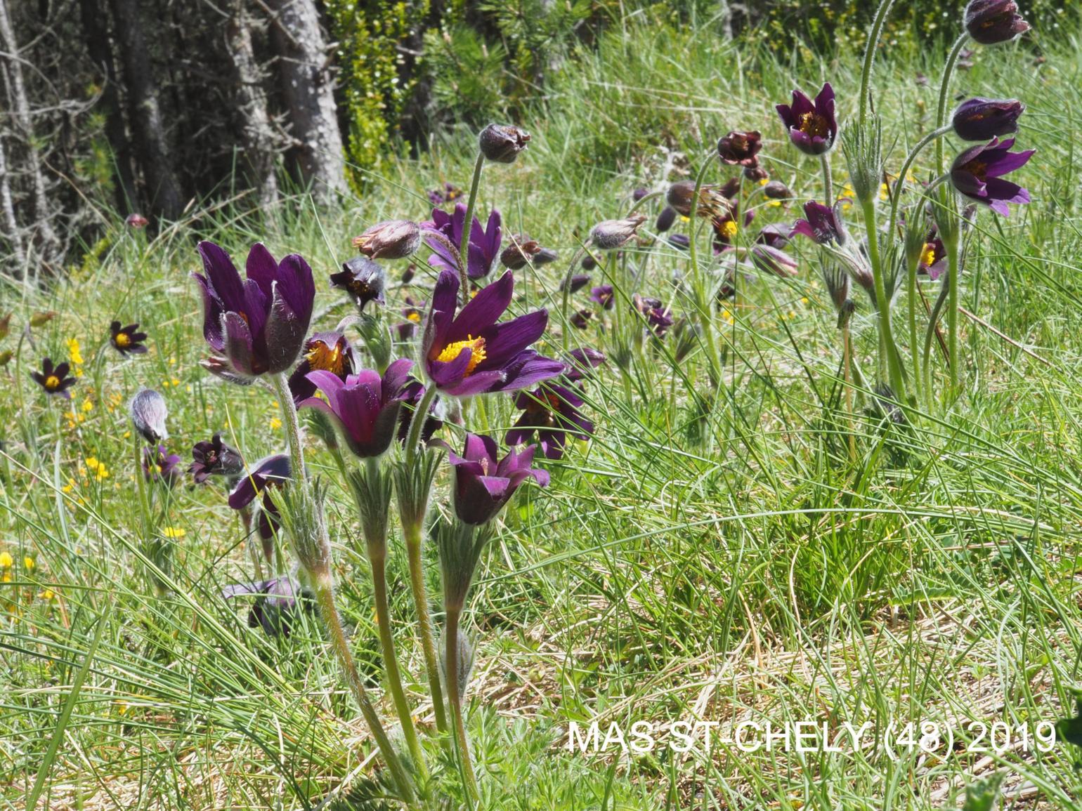 Pasque flower